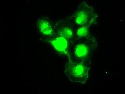 PMEL Mouse anti-Canine, Human, Rat, Clone: OTI8A4, liquid, TrueMAB 100