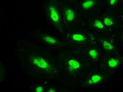 PMEL Mouse anti-Canine, Human, Rat, Clone: OTI8A4, liquid, TrueMAB 100