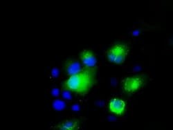 PMEL Mouse anti-Human, Clone: OTI7B2, liquid, TrueMAB 100 &mu;L; Unconjugated:Antibodies,