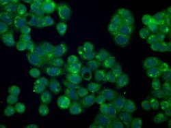 PMEL Mouse anti-Human, Clone: OTI7B2, liquid, TrueMAB 100 &mu;L; Unconjugated:Antibodies,