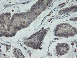 PMEL Mouse anti-Canine, Human, Clone: OTI9G3, liquid, TrueMAB 100 μL;