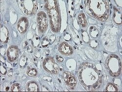 PMEL Mouse anti-Canine, Human, Clone: OTI9G3, liquid, TrueMAB 100 μL;