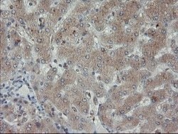 PMEL Mouse anti-Canine, Human, Clone: OTI9G3, liquid, TrueMAB 100 μL;