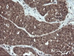 PMEL Mouse anti-Canine, Human, Rat, Clone: OTI8A4, lyophilized, TrueMAB