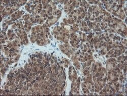 PMEL Mouse anti-Canine, Human, Rat, Clone: OTI8A4, liquid, TrueMAB 100