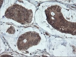 PMEL Mouse anti-Canine, Human, Rat, Clone: OTI8A4, lyophilized, TrueMAB