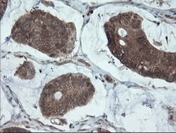 PMEL Mouse anti-Canine, Human, Rat, Clone: OTI8A4, liquid, TrueMAB 100