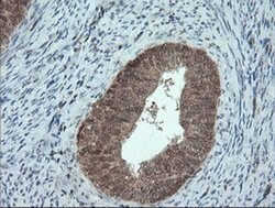 PMEL Mouse anti-Canine, Human, Rat, Clone: OTI8A4, liquid, TrueMAB 100