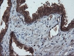 PMEL Mouse anti-Canine, Human, Rat, Clone: OTI8A4, lyophilized, TrueMAB