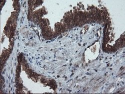 PMEL Mouse anti-Canine, Human, Rat, Clone: OTI8A4, liquid, TrueMAB 100