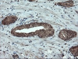 PMEL Mouse anti-Canine, Human, Rat, Clone: OTI8A4, lyophilized, TrueMAB