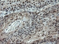 PMEL Mouse anti-Canine, Human, Rat, Clone: OTI8A4, liquid, TrueMAB 100
