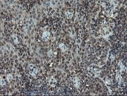 PMEL Mouse anti-Canine, Human, Rat, Clone: OTI8A4, liquid, TrueMAB 100