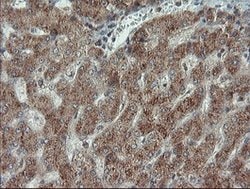 PMEL Mouse anti-Canine, Human, Rat, Clone: OTI8A4, lyophilized, TrueMAB