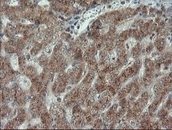 PMEL Mouse anti-Canine, Human, Rat, Clone: OTI8A4, liquid, TrueMAB 100