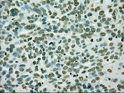 PMEL Mouse anti-Canine, Human, Rat, Clone: OTI10E5, lyophilized, TrueMAB 100 &mu;g | Buy Online | OriGene | Fisher Scientific