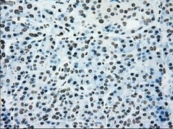 PMEL Mouse anti-Canine, Human, Rat, Clone: OTI10E5, liquid, TrueMAB 30