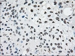 PMEL Mouse anti-Canine, Human, Rat, Clone: OTI10E5, liquid, TrueMAB 30
