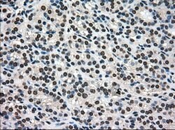 PMEL Mouse anti-Canine, Human, Rat, Clone: OTI10E5, liquid, TrueMAB 30