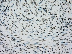 PMEL Mouse anti-Canine, Human, Rat, Clone: OTI10E5, liquid, TrueMAB 30
