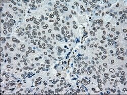 PMEL Mouse anti-Canine, Human, Rat, Clone: OTI10E5, liquid, TrueMAB 30