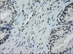 PMEL Mouse anti-Canine, Human, Rat, Clone: OTI10E5, liquid, TrueMAB 30