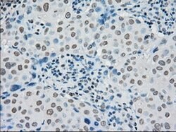 PMEL Mouse anti-Canine, Human, Rat, Clone: OTI10E5, liquid, TrueMAB 30