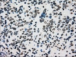 PMEL Mouse anti-Canine, Human, Rat, Clone: OTI10E5, liquid, TrueMAB 30