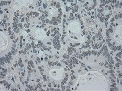 PMEL Mouse anti-Canine, Human, Rat, Clone: OTI10E5, liquid, TrueMAB 30