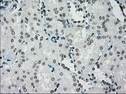 PMEL Mouse anti-Canine, Human, Rat, Clone: OTI10E5, liquid, TrueMAB 30