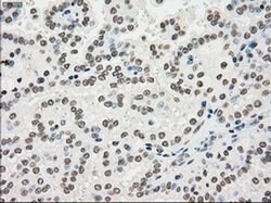 PMEL Mouse anti-Canine, Human, Rat, Clone: OTI10E5, liquid, TrueMAB 30