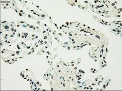 PMEL Mouse anti-Canine, Human, Rat, Clone: OTI10E5, liquid, TrueMAB 30