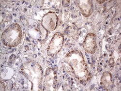 PMEL Monoclonal Antibody (OTI1E5), TrueMAB , OriGene 100 &mu;L; Unconjugated:Antibodies,