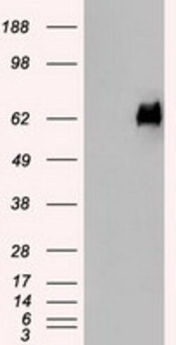 PMEL Mouse anti-Canine, Human, Clone: OTI9G3, lyophilized, TrueMAB 100 &mu;g | Buy Online | Origene Technologies | Fisher Scientific