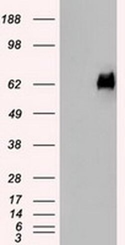PMEL Mouse anti-Canine, Human, Clone: OTI9G3, liquid, TrueMAB 100 μL;