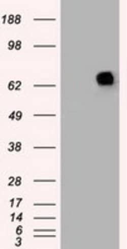 PMEL Mouse anti-Canine, Human, Rat, Clone: OTI8A4, lyophilized, TrueMAB