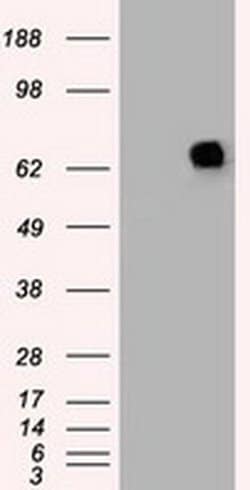PMEL Mouse anti-Canine, Human, Rat, Clone: OTI8A4, liquid, TrueMAB 100