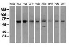 PMEL Mouse anti-Canine, Human, Rat, Clone: OTI8A4, liquid, TrueMAB 100