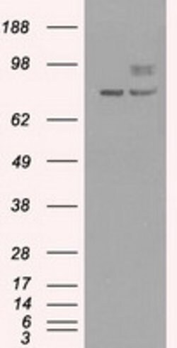 PMEL Mouse anti-Canine, Human, Rat, Clone: OTI10E5, lyophilized, TrueMAB 100 &mu;g | Buy Online | OriGene | Fisher Scientific