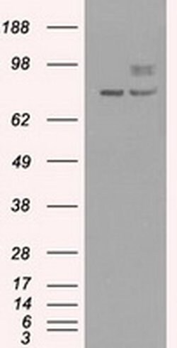 PMEL Mouse anti-Canine, Human, Rat, Clone: OTI10E5, liquid, TrueMAB 30