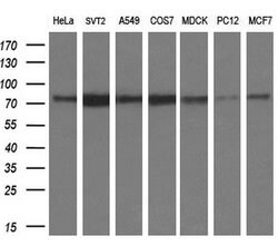 PMEL Mouse anti-Canine, Human, Rat, Clone: OTI10E5, lyophilized, TrueMAB 100 &mu;g | Buy Online | OriGene | Fisher Scientific