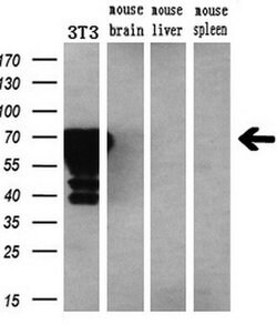 PMEL Mouse anti-Canine, Human, Rat, Clone: OTI10E5, liquid, TrueMAB 30