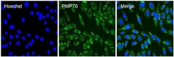Invitrogen PMP70 Polyclonal Antibody 100 &mu;g; Unconjugated:Antibodies,
