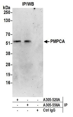 PMPCA Rabbit anti-Human, Polyclonal, Bethyl Laboratories 10 &mu;L; Unconjugated:Antibodies,