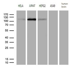 PMS1 Mouse anti-Human, Clone: OTI5E10, lyophilized, TrueMAB 100 &mu;g;