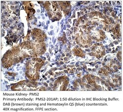 PMS2 Rabbit anti-Human, Mouse, Rat, Polyclonal, FabGennix 200 &mu;L; Unconjugated:Antibodies,