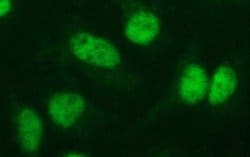 PMS2 Mouse anti-Human, Clone: OTI2G5, liquid, TrueMAB 30 &mu;L; Unconjugated:Antibodies,