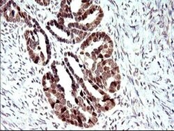PMS2 Mouse anti-Human, Clone: OTI2G5, liquid, TrueMAB 30 &mu;L; Unconjugated:Antibodies,