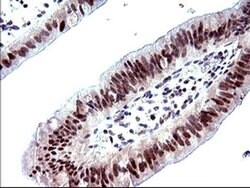 PMS2 Mouse anti-Human, Clone: OTI2G5, liquid, TrueMAB 30 &mu;L; Unconjugated:Antibodies,