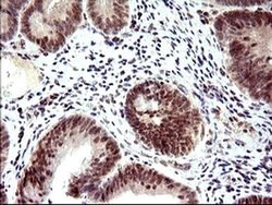 PMS2 Mouse anti-Human, Clone: OTI2G5, liquid, TrueMAB 30 &mu;L; Unconjugated:Antibodies,